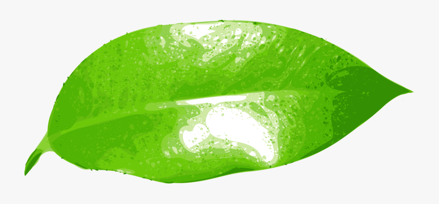Leaf,green,grass - Ficus Leaf Clipart, Transparent Clipart