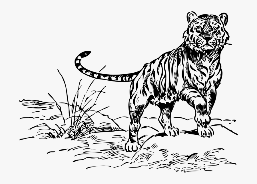 Tiger Black And White Black And White Tiger Clipart - Black And White Line Drawing, Transparent Clipart