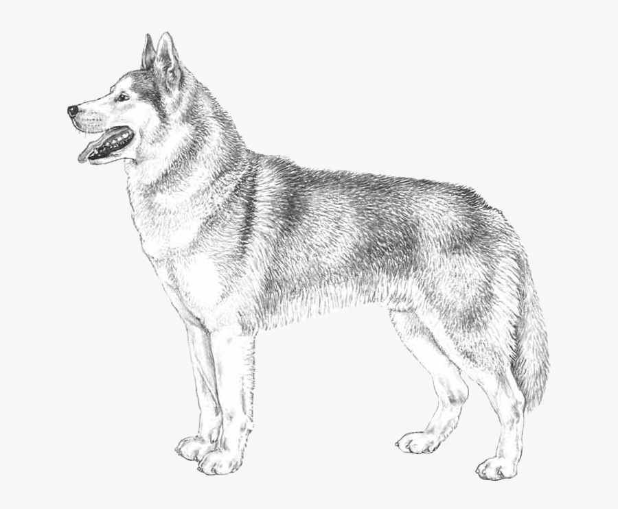 Siberian Husky 270, Transparent Clipart