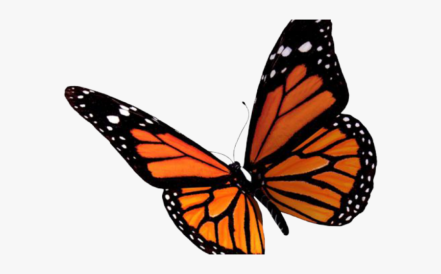 Image Transparent Butterfly Free On Dumielauxepices - Transparent Orange Butterfly Png, Transparent Clipart