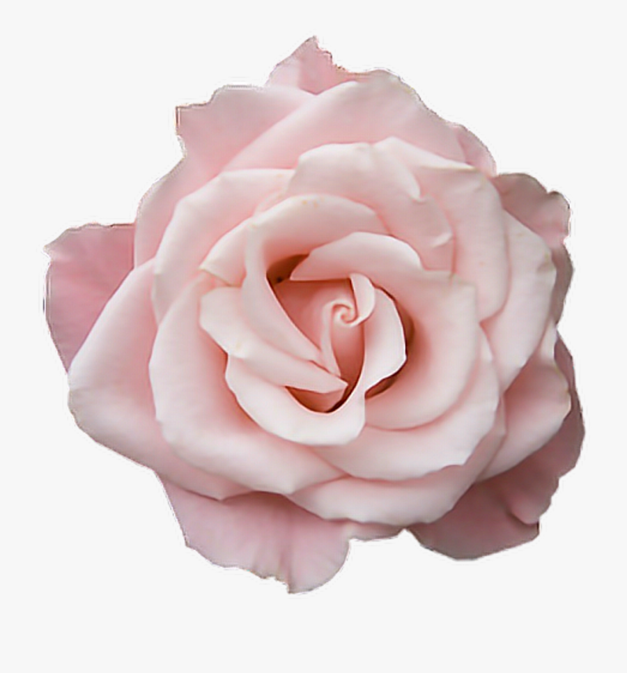 Pastel Pink Png - Pastel Pink Rose Png, Transparent Clipart