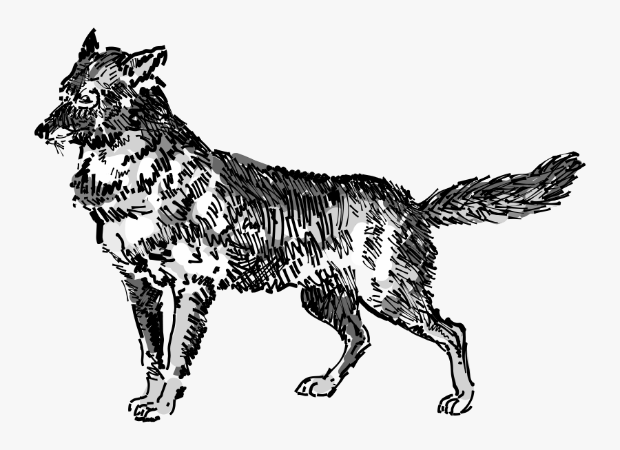 Jackal - Irish Setter Standard Illustrated, Transparent Clipart