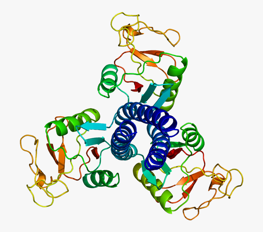 Protein Sftpd Pdb 1b08 - Surfactant Png, Transparent Clipart