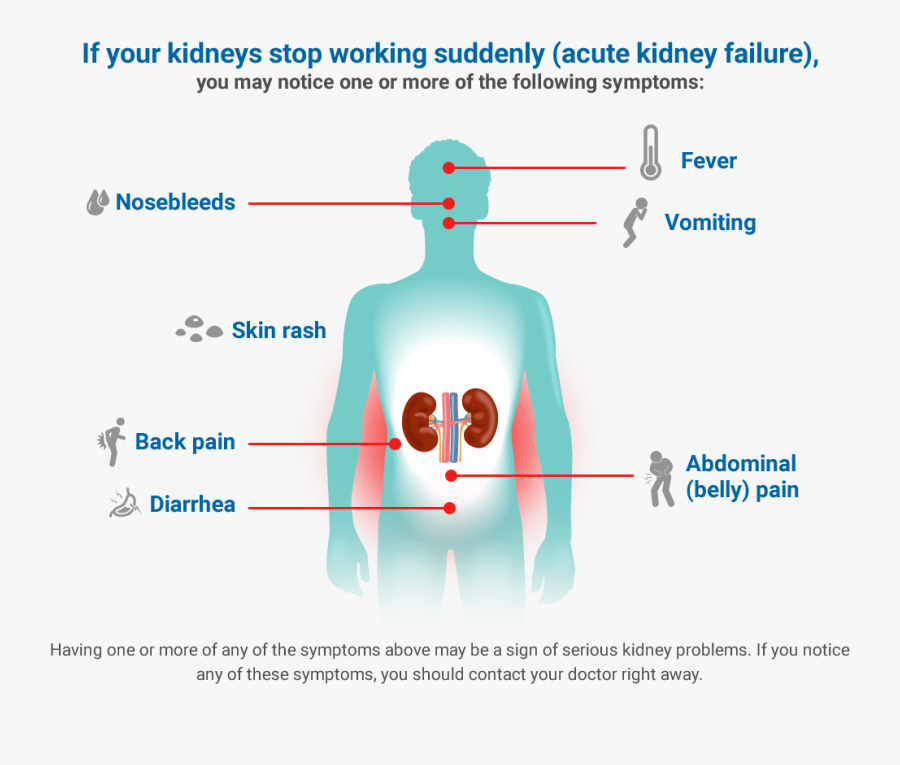 Kidney Drawing Right - Kidney Failure Symptoms, Transparent Clipart