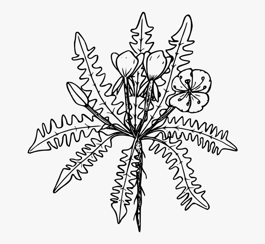 Line Art,plant,flora - Clip Art, Transparent Clipart