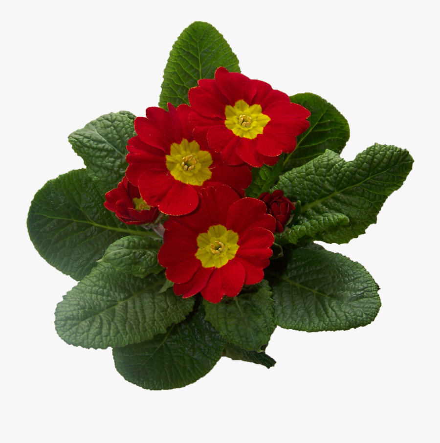 Primrose, Transparent Clipart