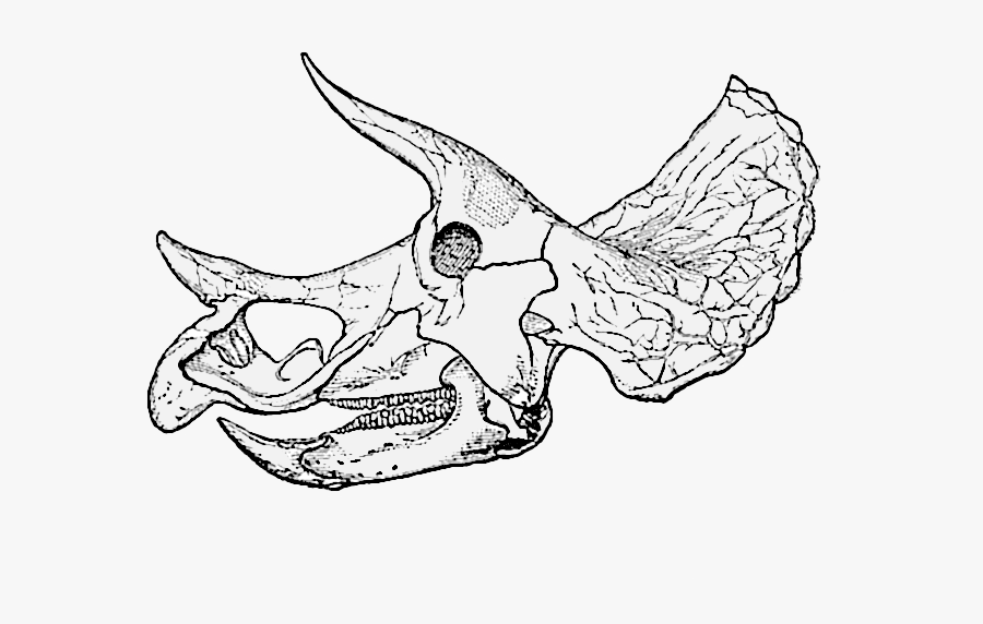 Triceratops Prorsus Old Skull004 - Triceratops Skeleton Side View, Transparent Clipart