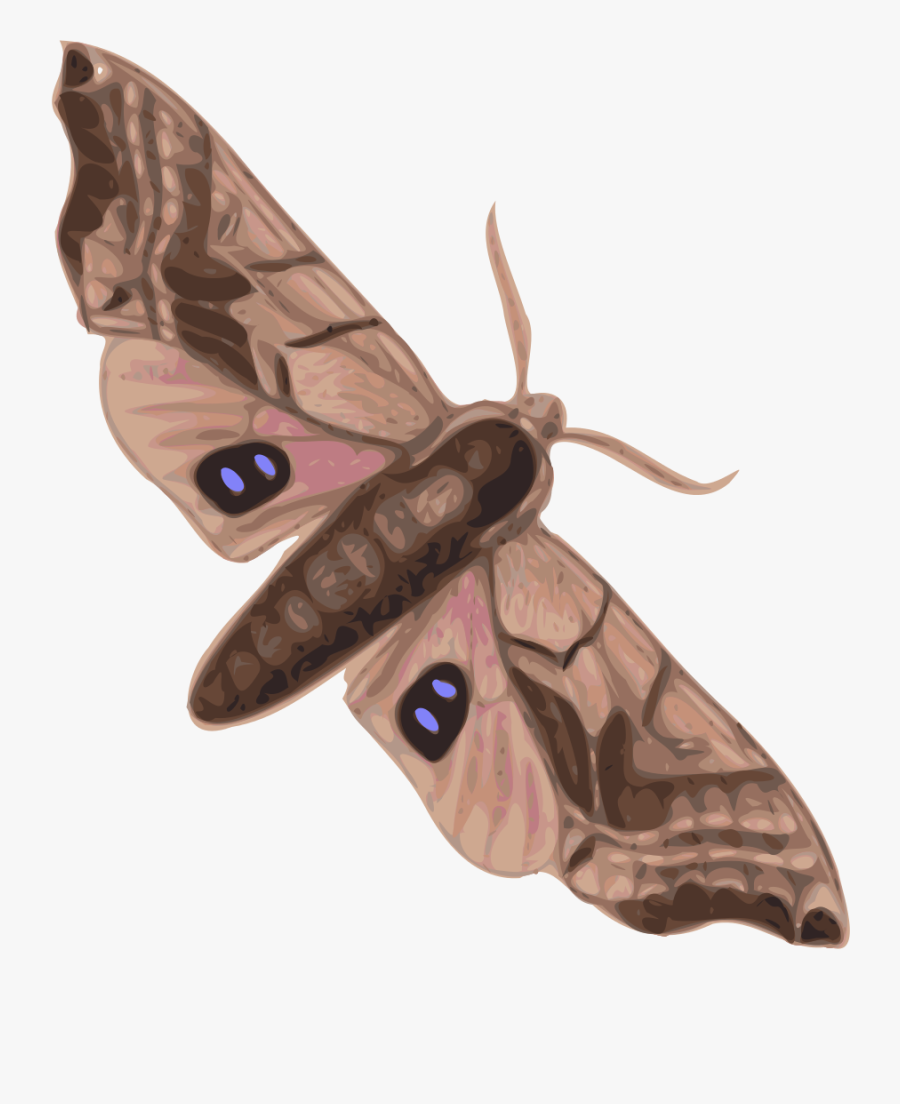 Moth Clipart, Transparent Clipart