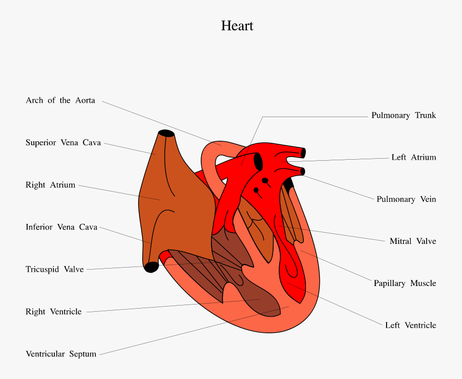 Clip Art Human Heart Illustrations - Diagram Of Snakes Heart, Transparent Clipart