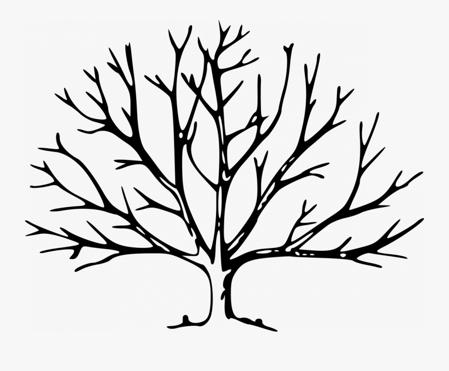 Tree With No Leaves, Transparent Clipart