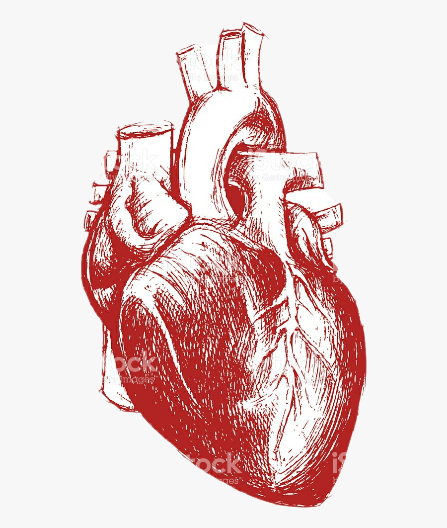 #humanheart #red #aesthetic #tumblr - Human Heart Drawing Red, Transparent Clipart