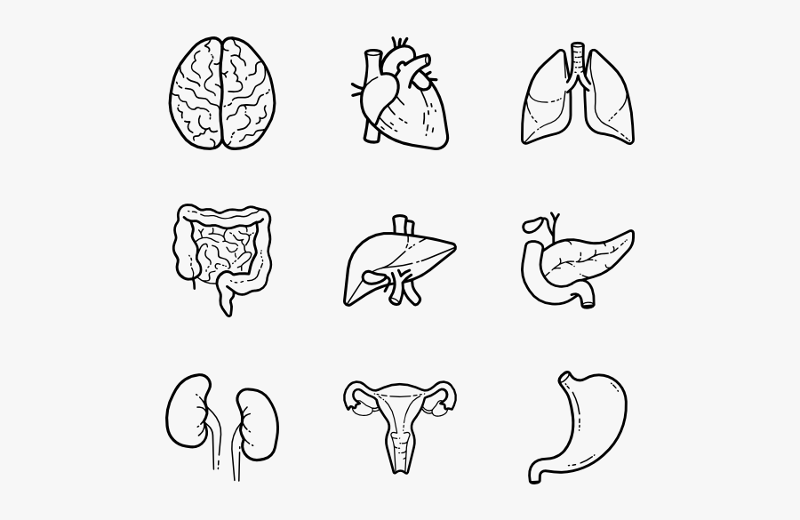 Human Organs Icon Png, Transparent Clipart