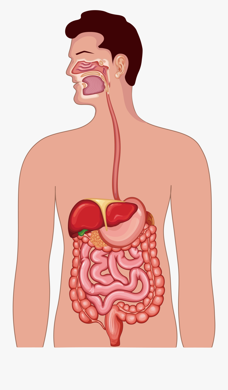 Clipart Free Library Gastrointestinal Tract Human Anatomy - Human Digestive System Png, Transparent Clipart