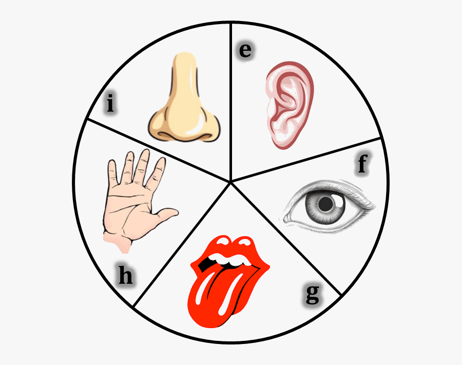 Transparent Tongue Clipart - Human Body 5 Sense Organs, Transparent Clipart