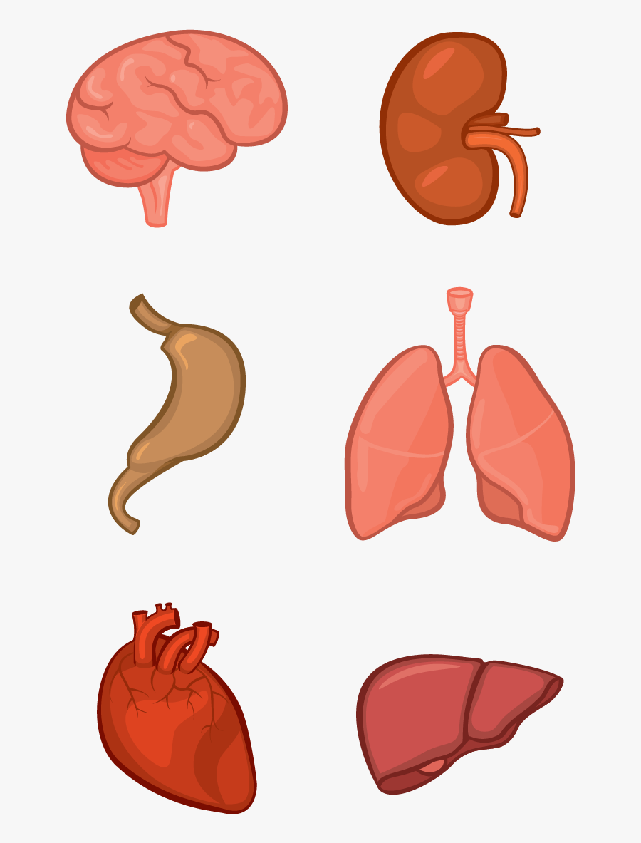 Рисунок органа человека
