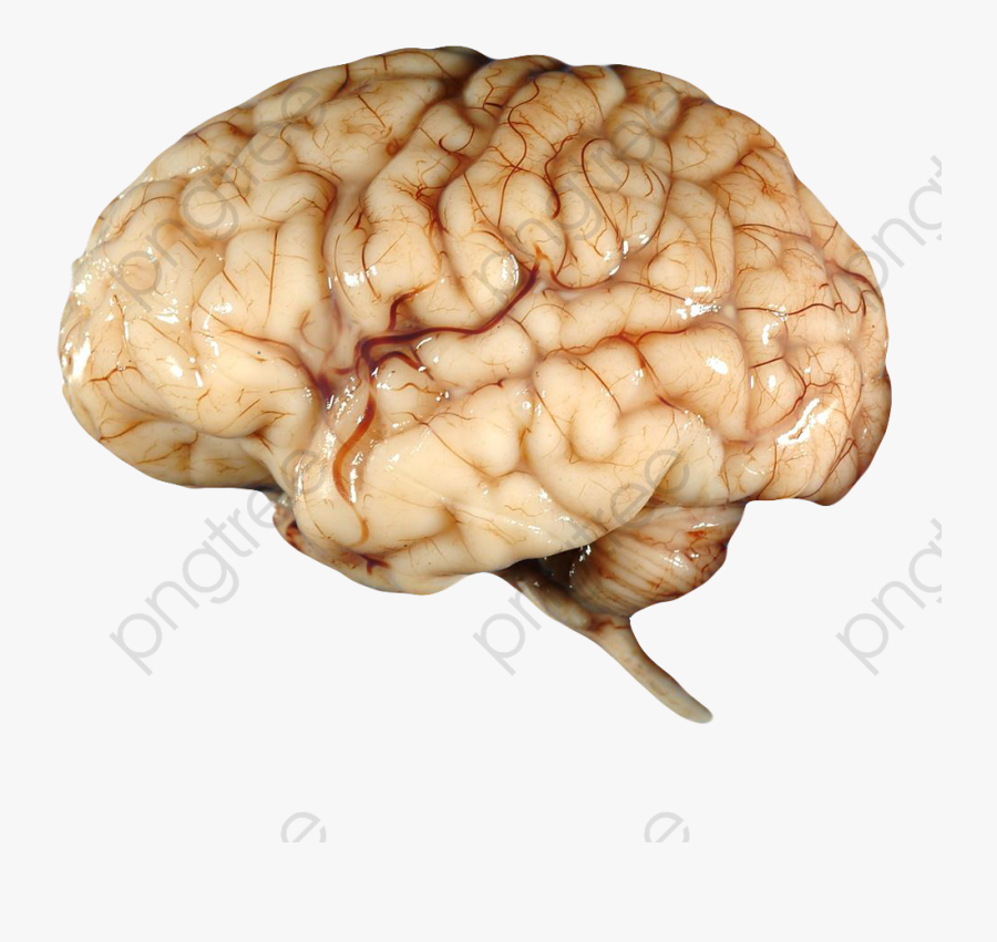 Brain Clipart Human - Human Brain Transparent Background, Transparent Clipart