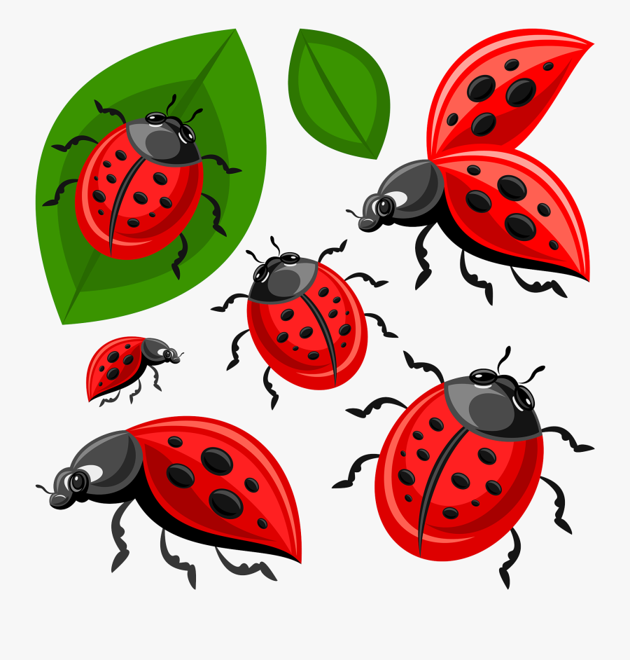Ladybird Beetle Clip Art - Ladybird Beetle, Transparent Clipart