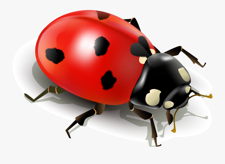 Insect Ladybird Clip Art Simplified Ladybug Ⓒ - Ladybug With White Background, Transparent Clipart