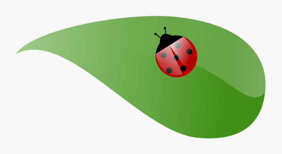 Lady Beetle Clipart Leaf - Ladybird On A Leaf Clip Art, Transparent Clipart