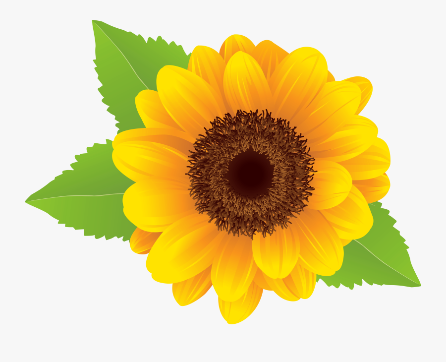 Sunflower Flower Yellow Transparent Image Clipart Free - Transparent Background Sunflower Clipart Png, Transparent Clipart