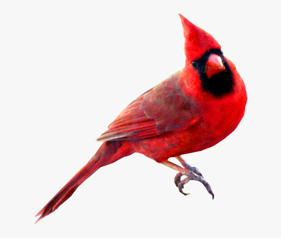 Clip Art Cardinal Bird Clipar - Symbolism Cardinal Bird Meaning , Free