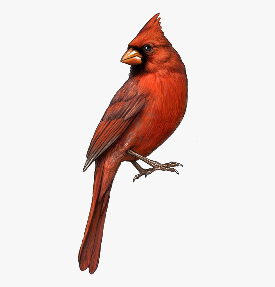 Bird St Louis Cardinals Northern Clip Art - Transparent Background Cardinal Png, Transparent Clipart