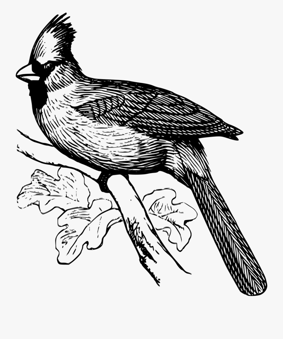 Cardinal Bird - Line Drawing Cardinal, Transparent Clipart