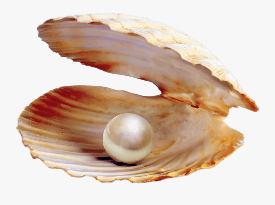 Pearl In Shell Transparent Png - Clam Pearl Png , Free Transparent ...