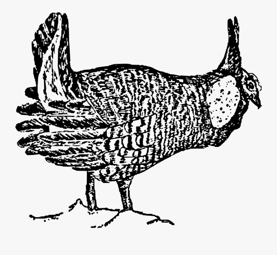 Art,fowl,rooster - Greater Prairie Chicken Clipart, Transparent Clipart