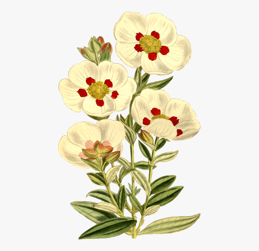 Plant,flower,cut Flowers - Vintage Flower Stickers, Transparent Clipart