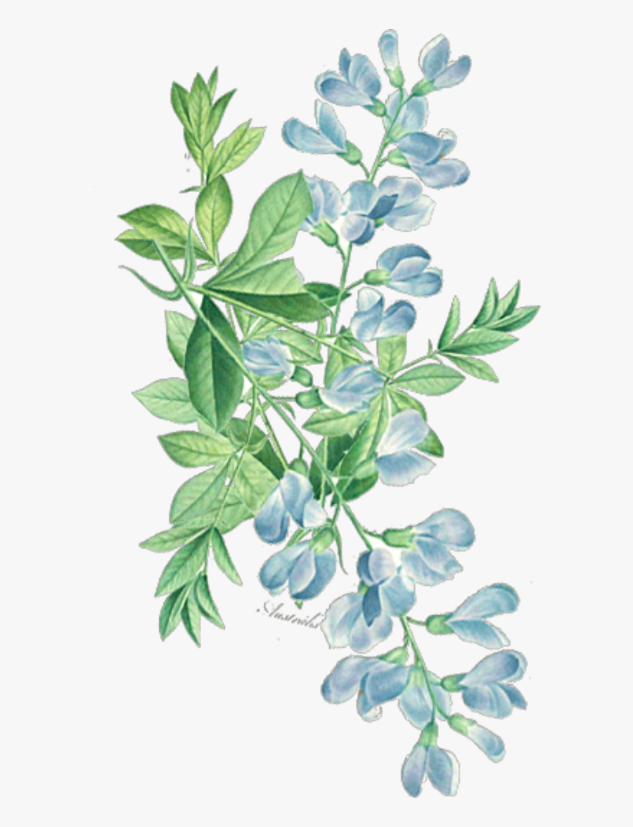 Transparent Greenery Clipart - Watercolor Greenery Transparent Background, Transparent Clipart