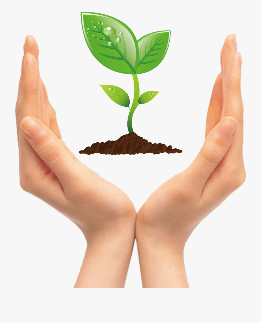 Apple Seedling Clipart - Hands Holding Plants Clipart Png, Transparent Clipart