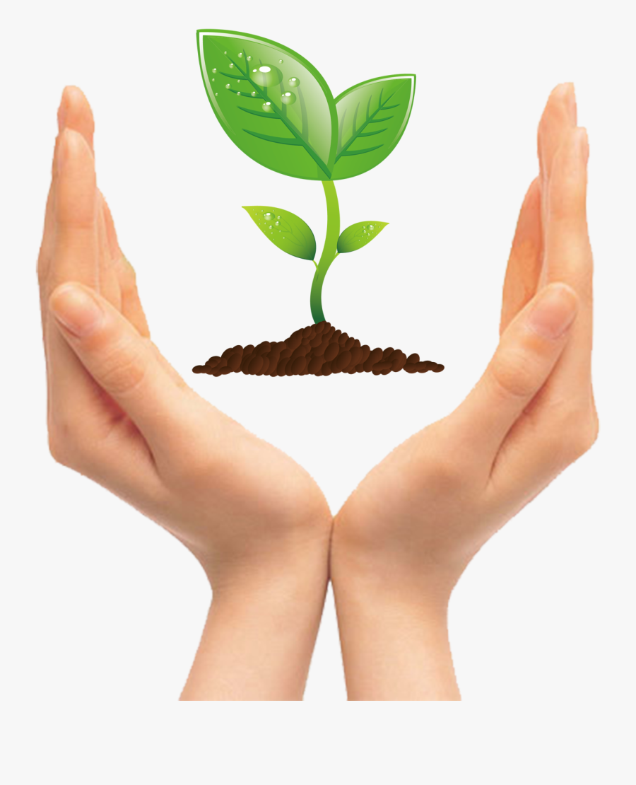 apple seedling clipart hands holding plants clipart png free transparent clipart clipartkey apple seedling clipart hands holding