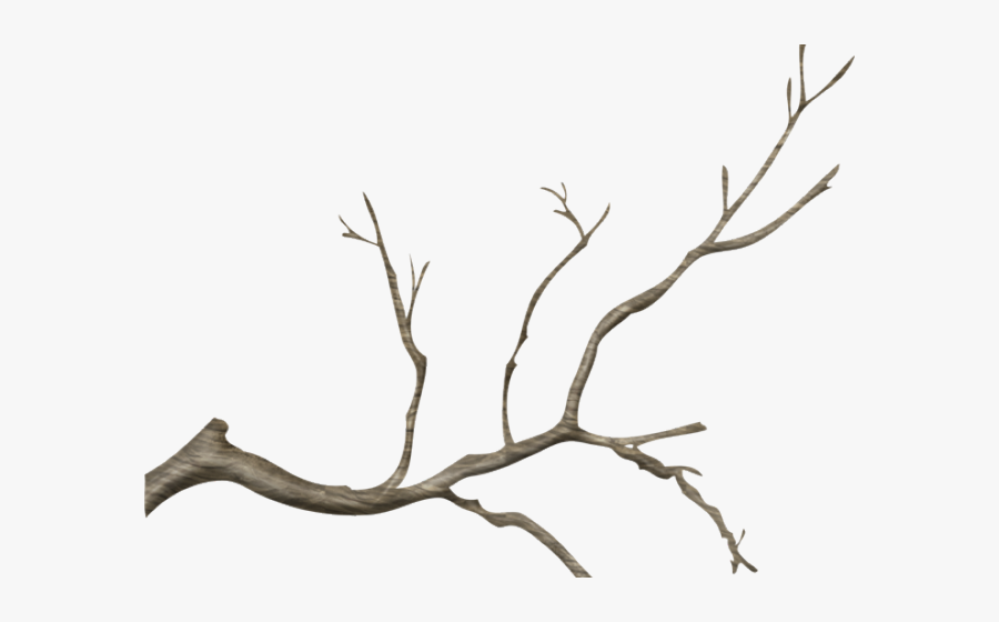 Winter Greenery Cliparts - Tree Branch Png, Transparent Clipart
