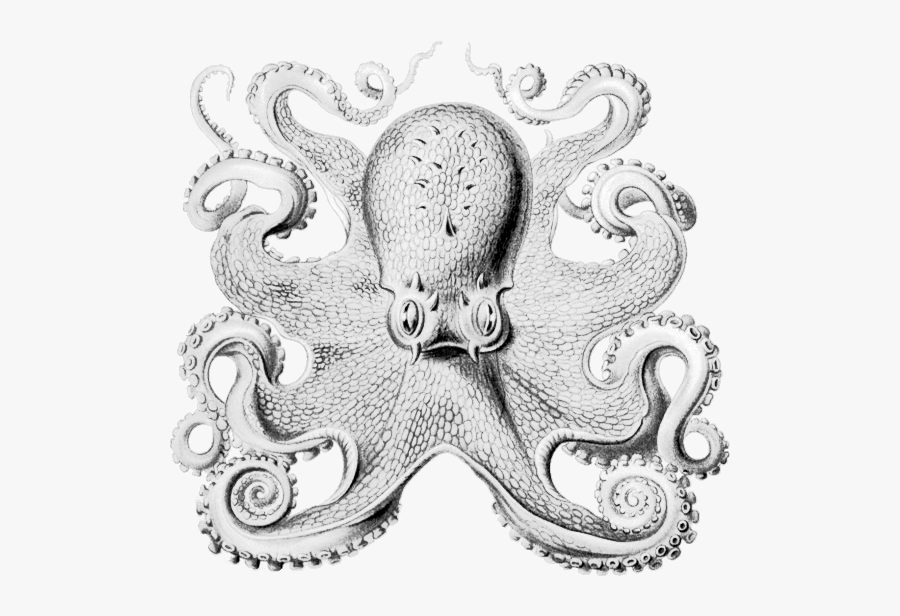 Octopus Clipart Vintage - Other Minds Peter Godfrey Smith, Transparent Clipart