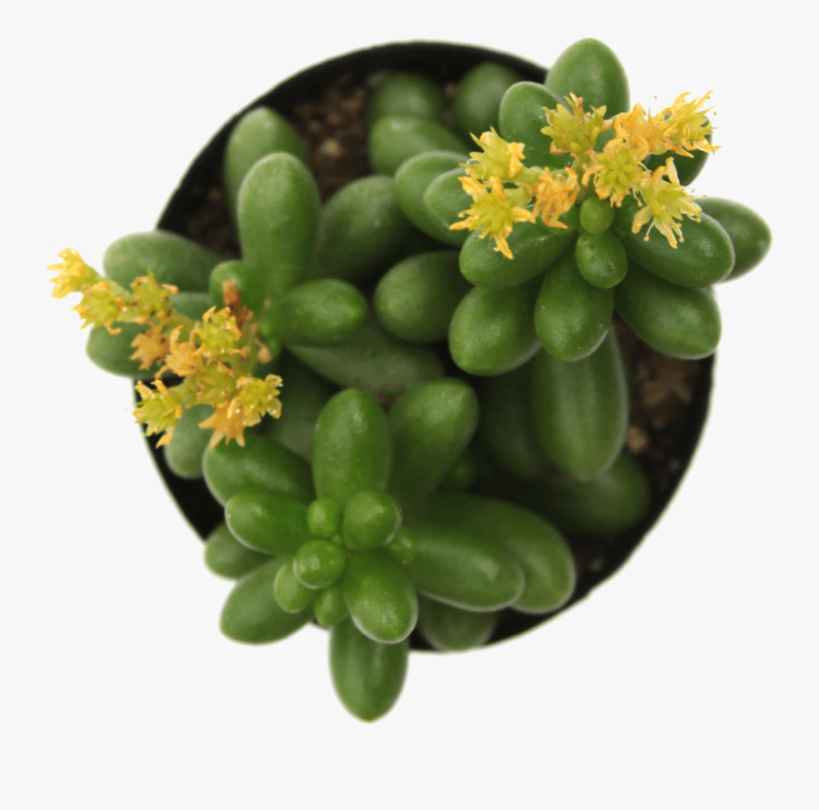 Clip Art Best Selling Products Tagged - Jelly Bean Sedum Flower, Transparent Clipart