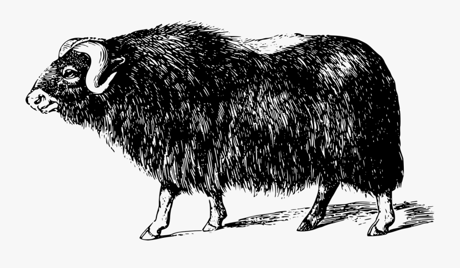 Domestic Musk Ox, Transparent Clipart