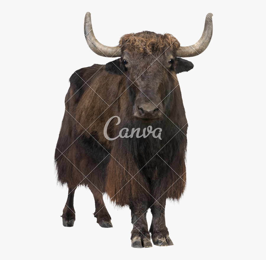 Clip Art Image Yak - Yak In White Background, Transparent Clipart