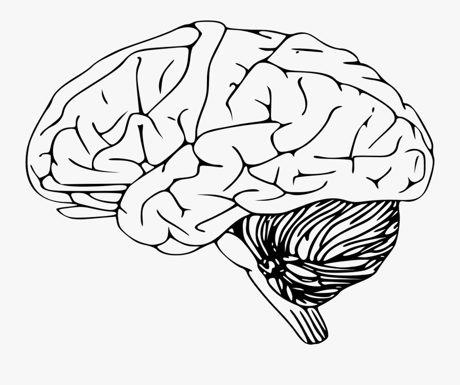 Brain, Intelligence, Science, Mind, Memory, Think - Brain Outline, Transparent Clipart