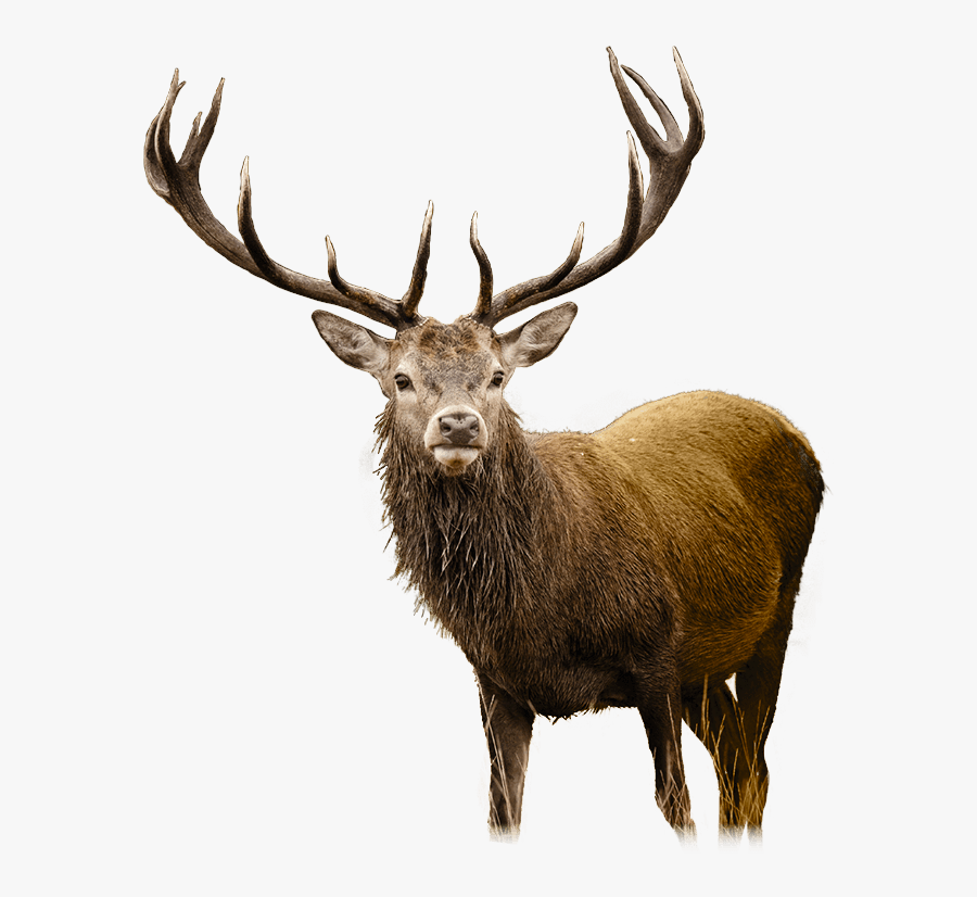 Deer Png - Cliparts - Co - Deer Png, Transparent Clipart