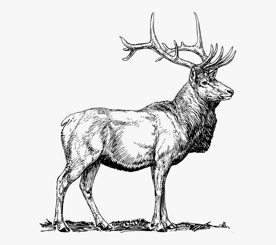 Elk, Moose, Deer, Head, Animal, Hunting, Antlers - Elk Black And White, Transparent Clipart