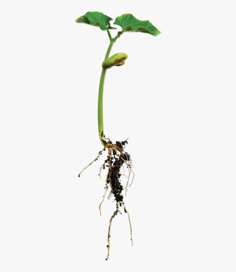 Bean Plant Png - Root Bean , Free Transparent Clipart - ClipartKey