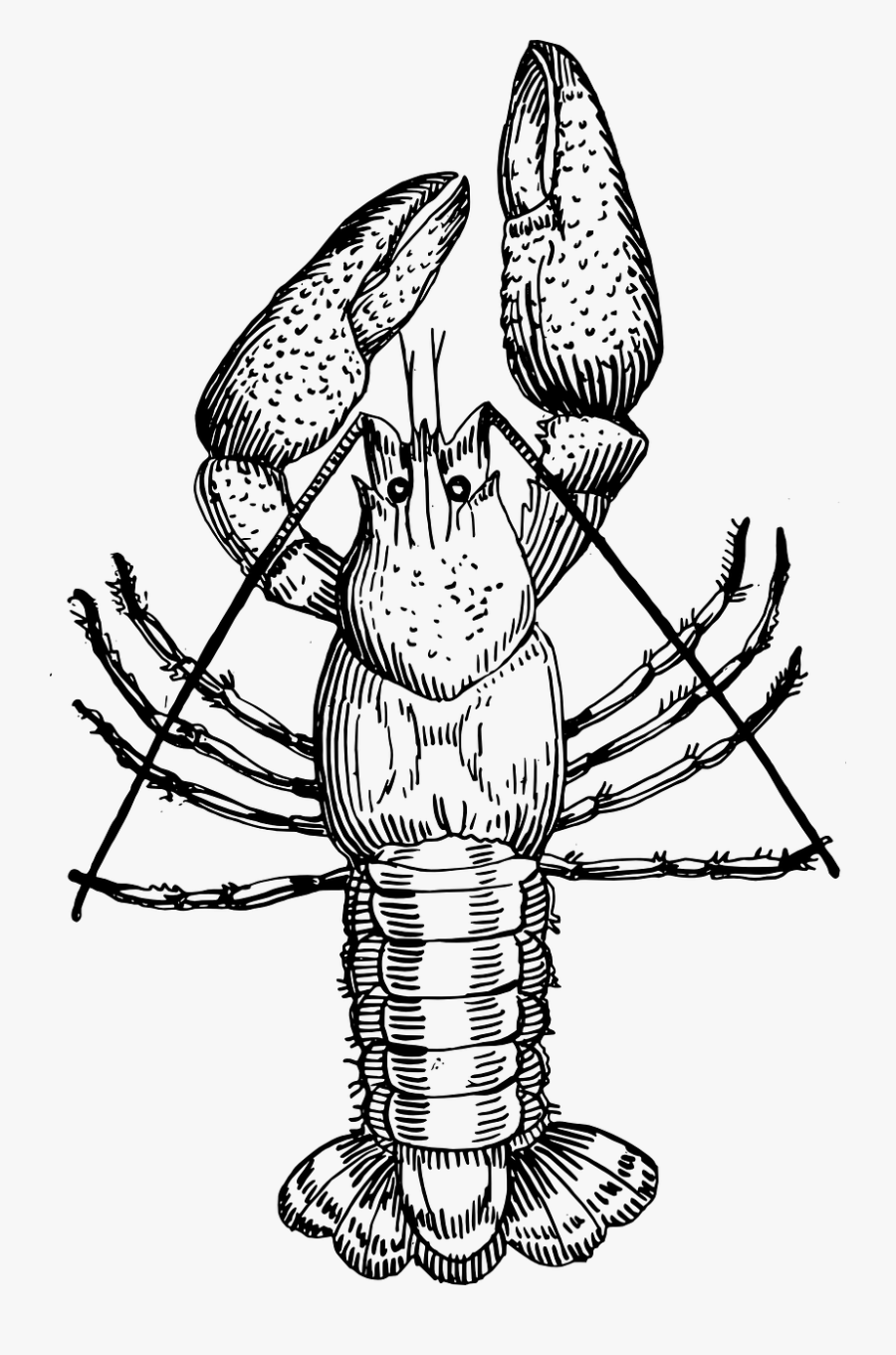 Picture Library Crawfish Clipart Crayfish Drawing Of - Crayfish Black And White, Transparent Clipart