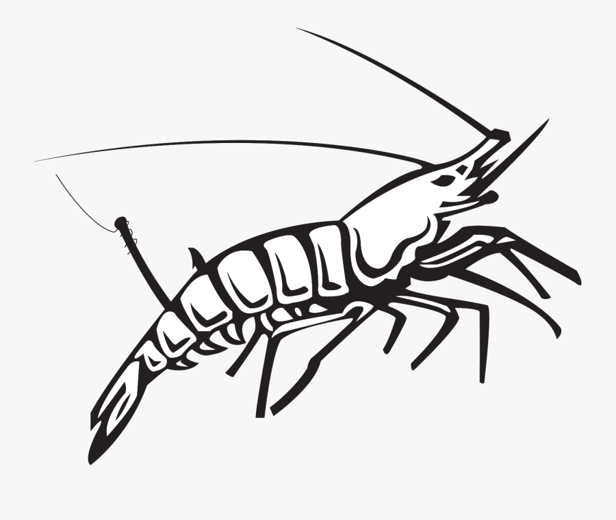 Shrimp Drawing Cartoon For Free Download - Sony Mdr As20j, Transparent Clipart
