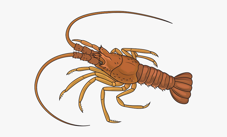 Homarus, Transparent Clipart