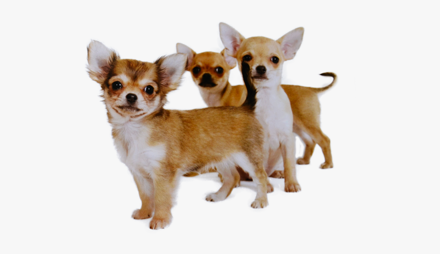 Clip Art Buying A Or Adopting - Group Of 4 Chihuahua Puppies, Transparent Clipart