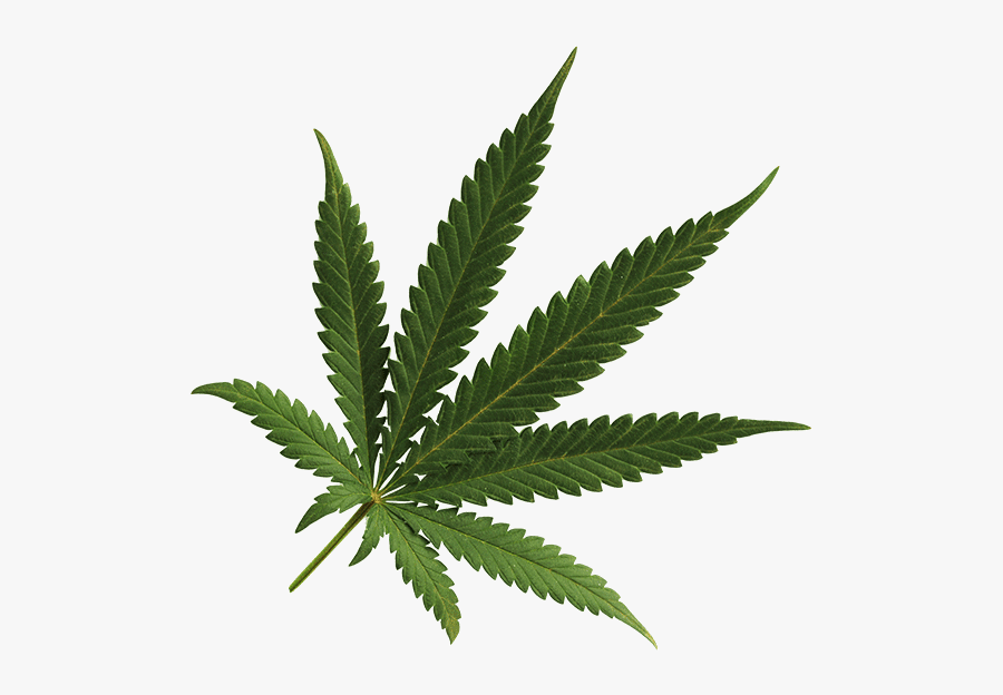 Clip Art Hemp Background - Transparent Background Cannabis Png, Transparent Clipart