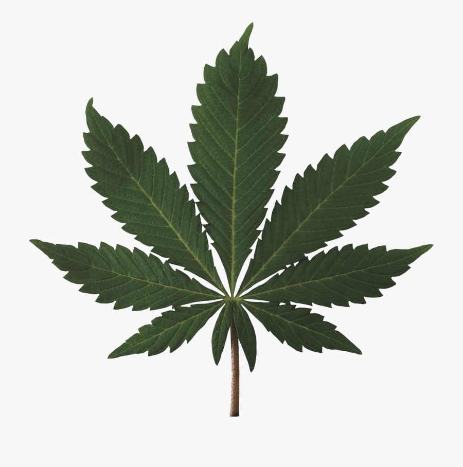 Cannabis Leaf Png Weed - High Res Pot Leaf, Transparent Clipart