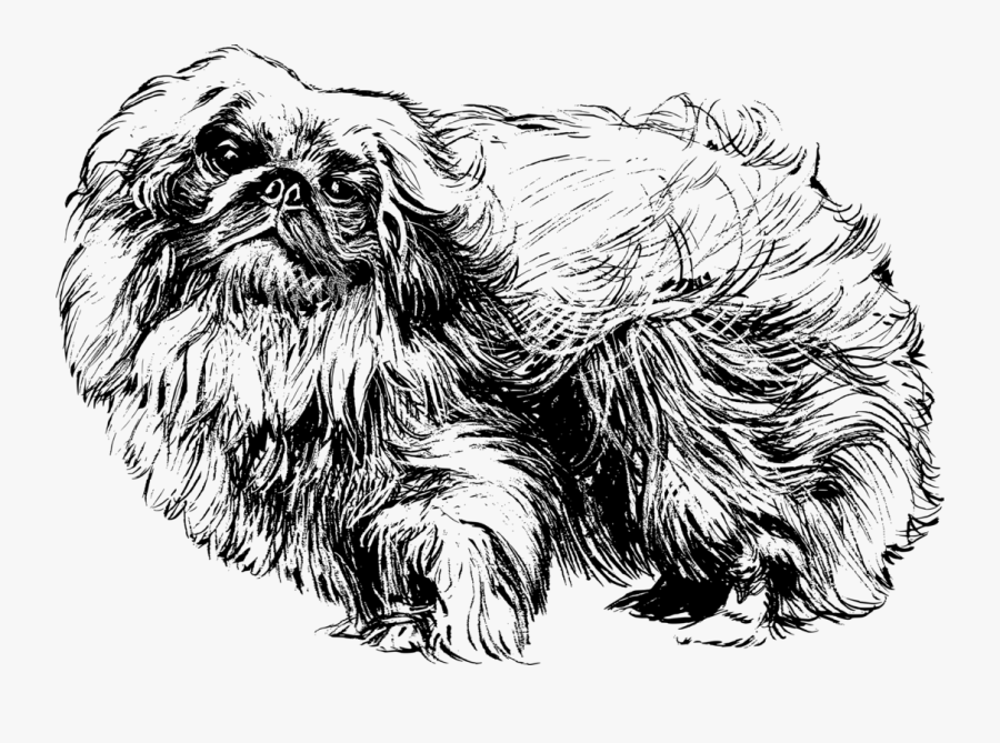 Line Art,fur,art - Pekingese Silhouette, Transparent Clipart