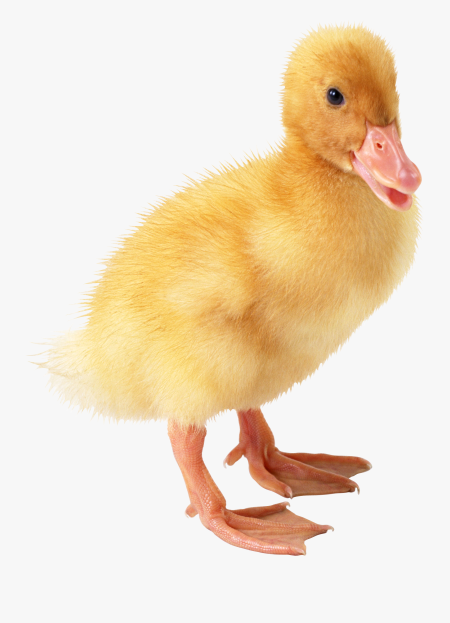 Duckling Png, Transparent Clipart